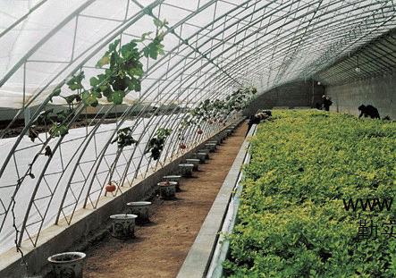 温室大棚蔬菜莳植误区