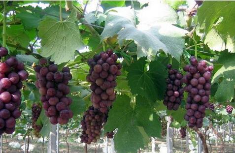 温室葡萄莳植对土壤及浇灌条件的要求